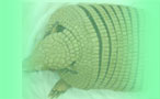 _ސ@s@@nǂԂa@@na@@HAL Animal Hospital@GL]`bNAj}