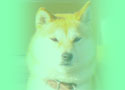 _ސ@s@@nǂԂa@@na@@HAL Animal Hospital@